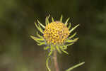 Pineland false sunflower